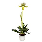 Orchidee (Topfgröße: 12 cm, Anzahl Triebe: 1, Aufrecht)