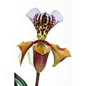 Orchidee (Topfgröße: 12 cm, Anzahl Triebe: 1, Aufrecht)