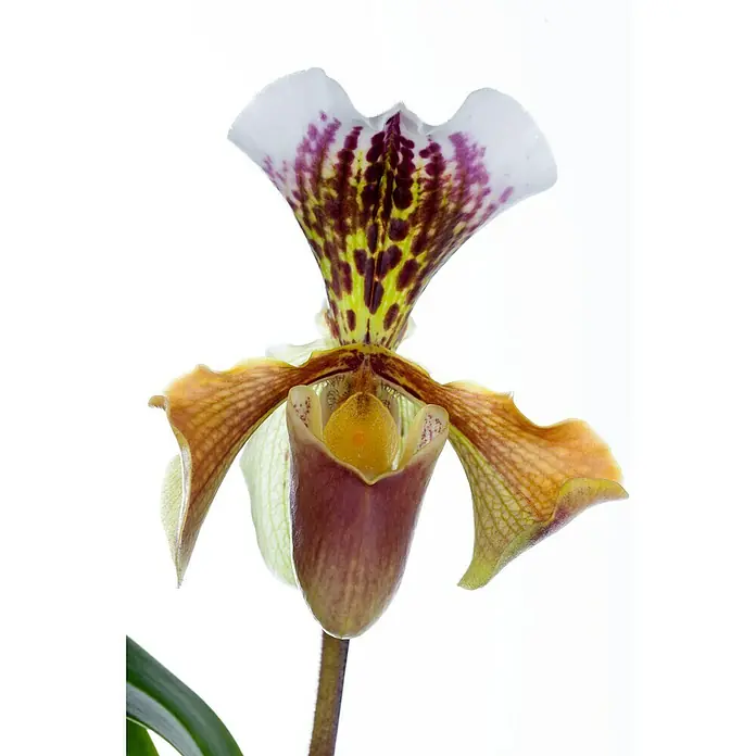 Piardino Orchidee Frauenschuh - Paphiopedilum, Topfgröße: 12 cm, Mehrfarbig - Nahaufnahme einer Frauenschuh-Orchidee mit komplexen Mustern und Farben, die ihre einzigartige Schönheit hervorheben.