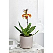 Orchidee (Topfgröße: 12 cm, Anzahl Triebe: 1, Aufrecht)
