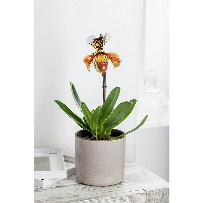 Piardino Orchidee Frauenschuh - Paphiopedilum, Topfgröße: 12 cm, Mehrfarbig - Nahaufnahme einer exotischen Frauenschuh-Orchidee im Topf, die mit ihren einzigartigen Blütenblättern und lebendigen Farben ins Auge fällt.