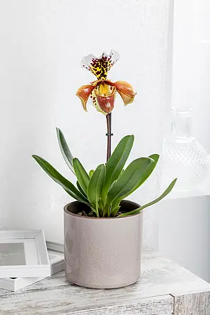 Orchideen online kaufen bei BAUHAUS