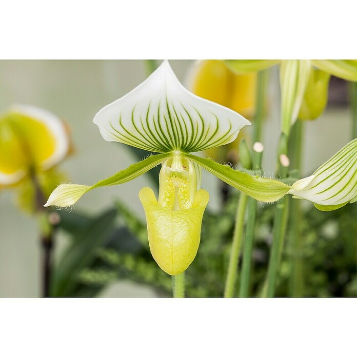 Orchidee (Topfgröße: 12 cm, Anzahl Triebe: 1, Aufrecht)