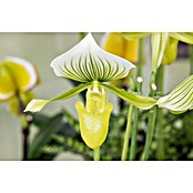 Orchidee (Topfgröße: 12 cm, Anzahl Triebe: 1, Aufrecht)