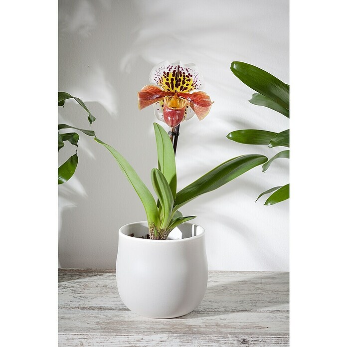 Orchidee (Topfgröße: 12 cm, Anzahl Triebe: 1, Aufrecht)