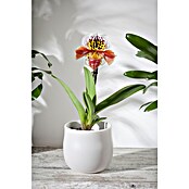 Orchidee (Topfgröße: 12 cm, Anzahl Triebe: 1, Aufrecht)