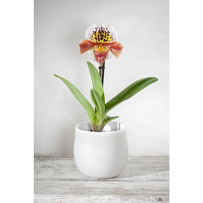 Orchidee (Topfgröße: 12 cm, Anzahl Triebe: 1, Aufrecht)