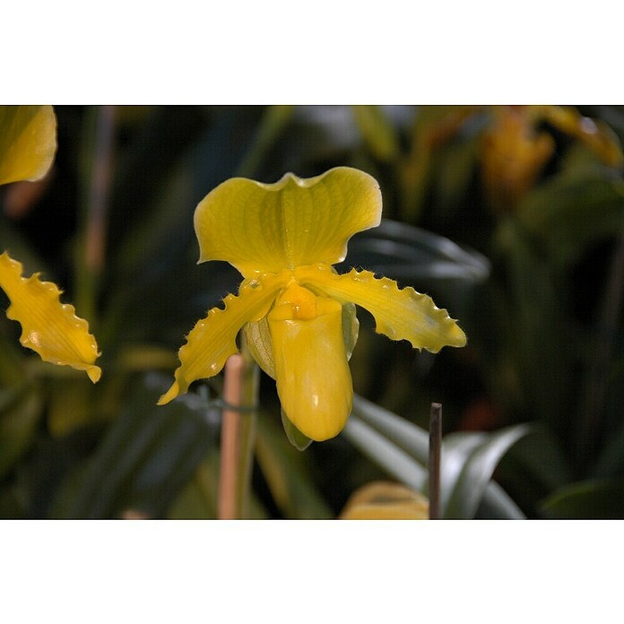 Orchidee (Topfgröße: 12 cm, Anzahl Triebe: 1, Aufrecht)