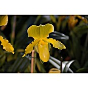 Orchidee (Topfgröße: 12 cm, Anzahl Triebe: 1, Aufrecht)
