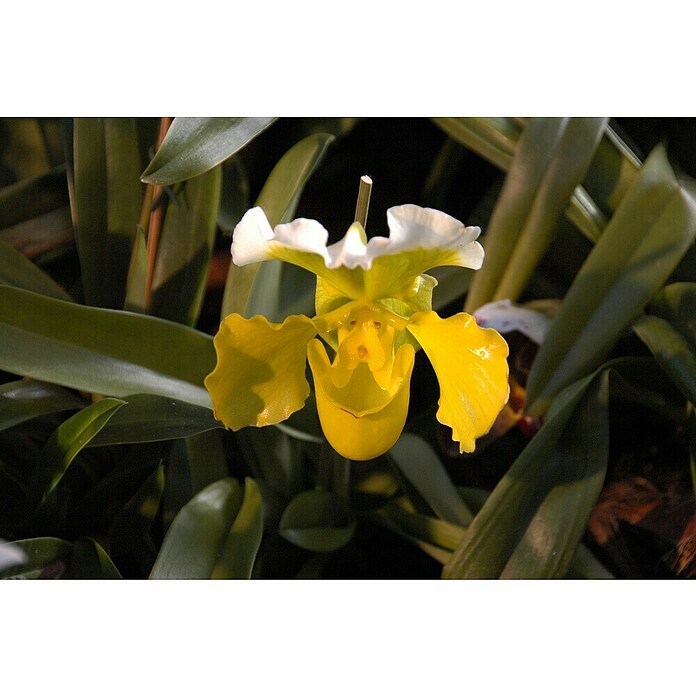 Orchidee (Topfgröße: 12 cm, Anzahl Triebe: 1, Aufrecht)