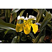 Orchidee (Topfgröße: 12 cm, Anzahl Triebe: 1, Aufrecht)