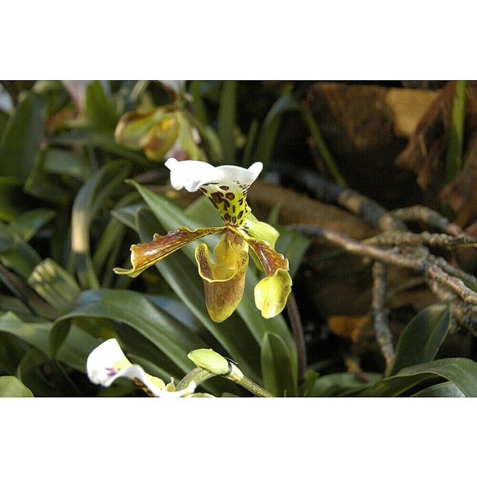 Orchidee (Topfgröße: 12 cm, Anzahl Triebe: 1, Aufrecht)