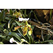 Orchidee (Topfgröße: 12 cm, Anzahl Triebe: 1, Aufrecht)