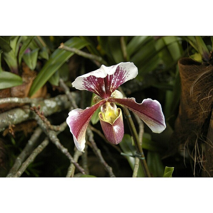 Orchidee (Topfgröße: 12 cm, Anzahl Triebe: 1, Aufrecht)