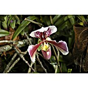 Orchidee (Topfgröße: 12 cm, Anzahl Triebe: 1, Aufrecht)