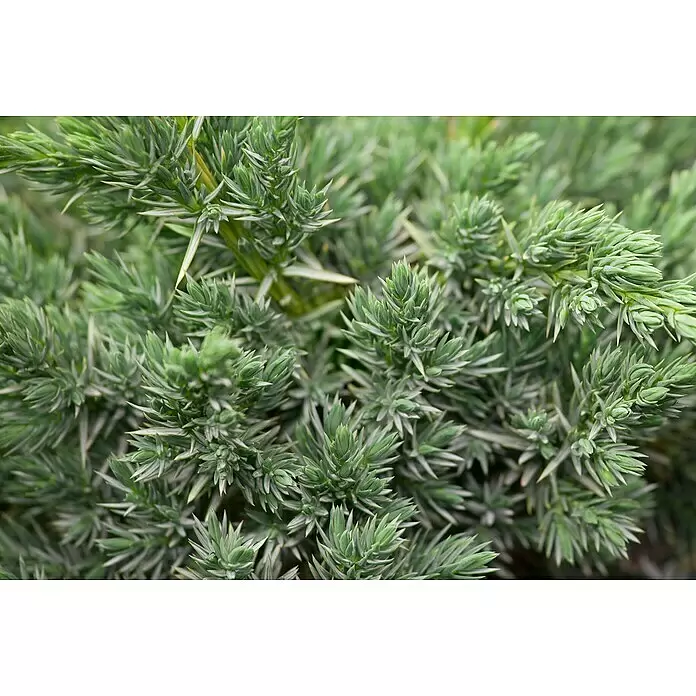 Blu Bio Wacholder - Juniperus communis 'Meyer', Topfgröße: 12 cm - Detailaufnahme