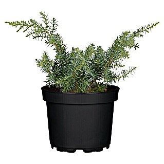 Blu Bio Wacholder (Juniperus communis 'Meyer', Topfgröße: 12 cm)