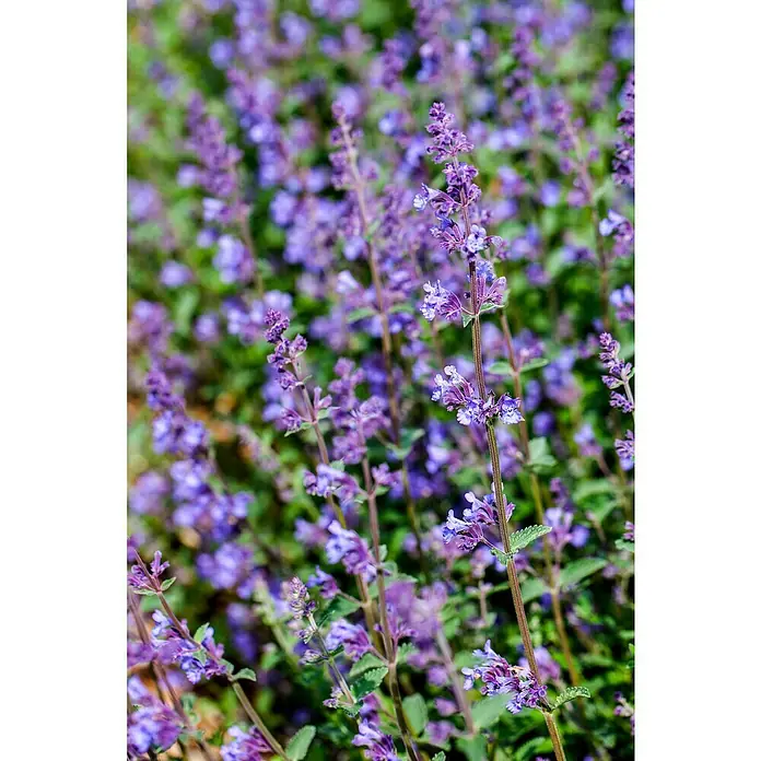 Piardino Katzenminze - Nepeta x faassenii, Topfgröße: 19 cm - Nahaufnahme einer Ansammlung von lila Lavendelblüten, die eine ruhige und aromatische Atmosphäre schaffen.