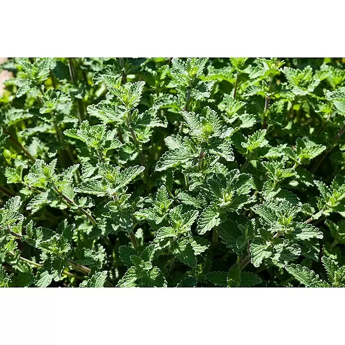 Piardino Katzenminze - Nepeta x faassenii, Topfgröße: 19 cm - Nahaufnahme einer dichten Gruppe üppig grüner Pflanzen mit texturierten, gezahnten Blättern, die im Sonnenlicht gedeihen.