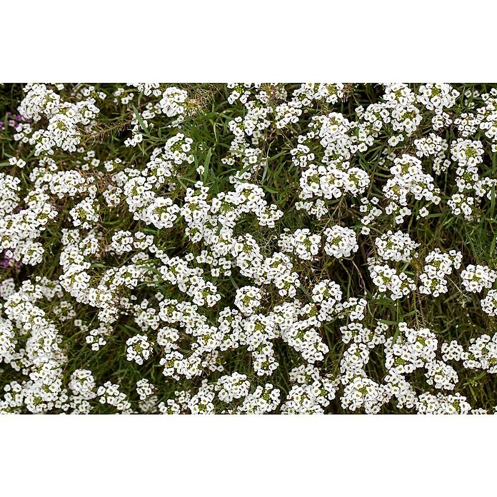 Piardino Lobularia (Lobularia maritima, Tamaño de maceta: 12 cm, En función de la variedad) | BAUHAUS
