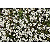 Piardino Lobularia (Lobularia maritima, Tamaño de maceta: 12 cm, En función de la variedad) | BAUHAUS