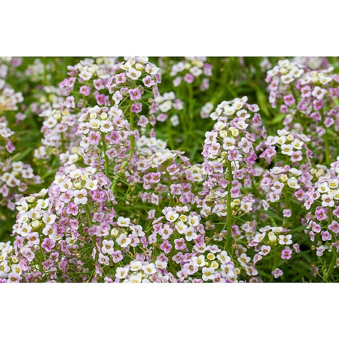 Piardino Lobularia (Lobularia maritima, Tamaño de maceta: 12 cm, En función de la variedad) | BAUHAUS