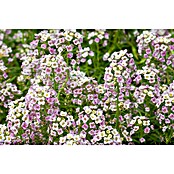 Piardino Lobularia (Lobularia maritima, Tamaño de maceta: 12 cm, En función de la variedad) | BAUHAUS