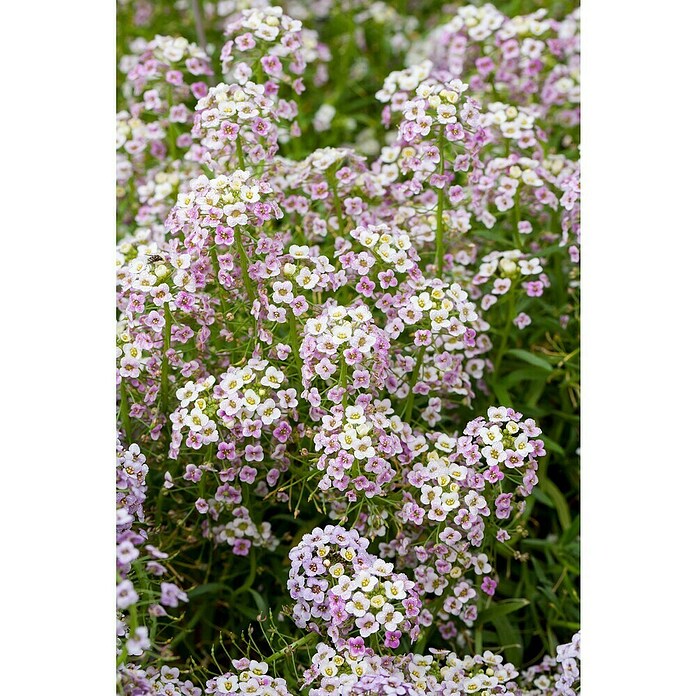 Piardino Lobularia (Lobularia maritima, Tamaño de maceta: 12 cm, En función de la variedad) | BAUHAUS