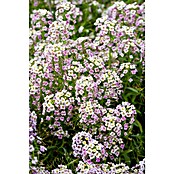 Piardino Lobularia (Lobularia maritima, Tamaño de maceta: 12 cm, En función de la variedad) | BAUHAUS