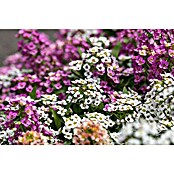 Piardino Lobularia (Lobularia maritima, Tamaño de maceta: 12 cm, En función de la variedad) | BAUHAUS