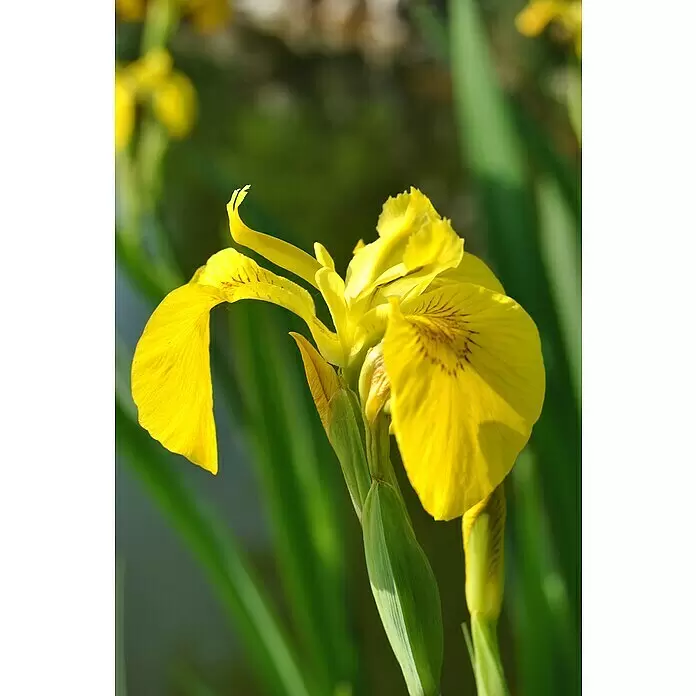 Piardino Schwertlilie - Iris pseudacorus, Topfgröße: 9 cm - Gelbe Schwertlilienblüte mit feinen braunen Adern auf den Blütenblättern, lebhaftem grünem Stiel und Blättern.