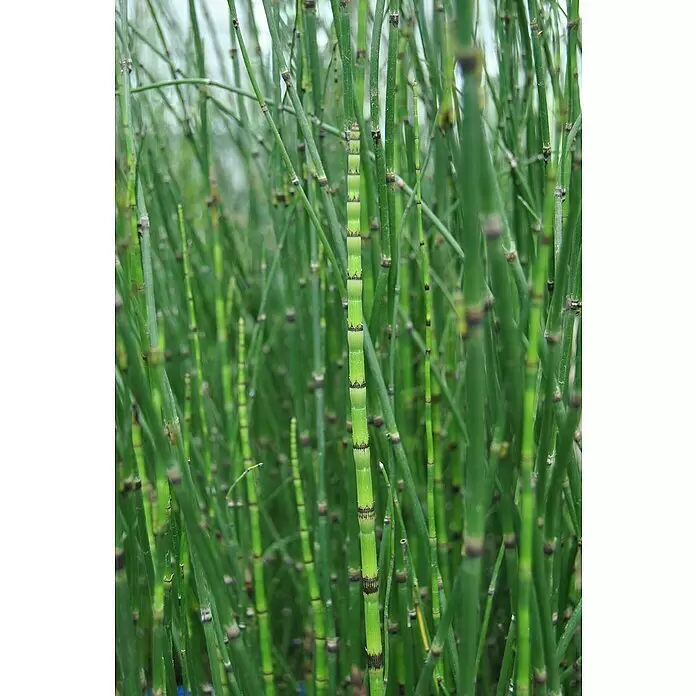 Piardino Schachtelhalm - Equisetum japonica, Topfgröße: 9 cm - Grüne, segmentierte Schachtelhalmstängel in einem dichten Feld.