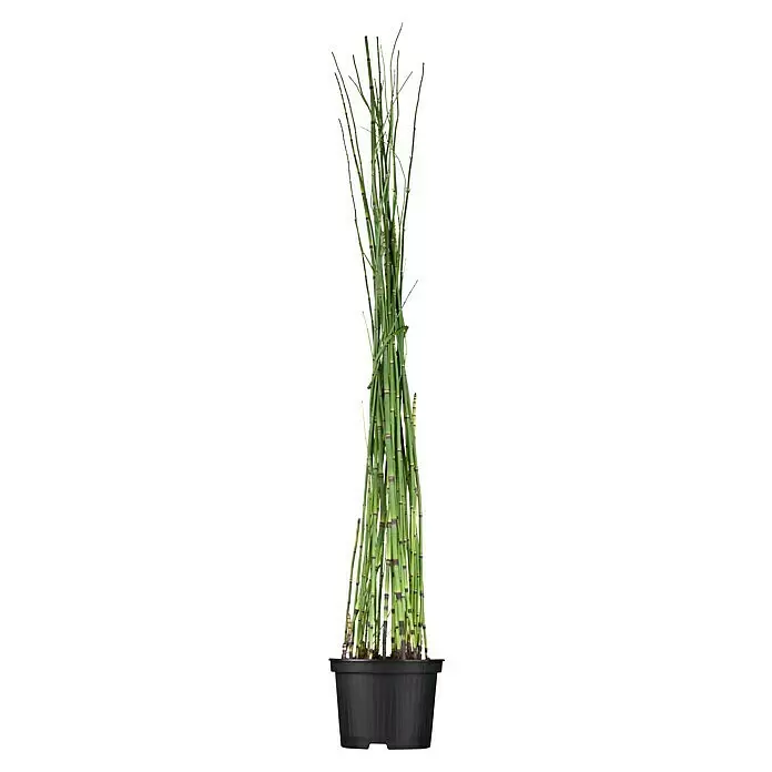Piardino Schachtelhalm - Equisetum japonica, Topfgröße: 9 cm - Topfpflanze Schachtelhalm mit grünen, segmentierten Stängeln in einem schwarzen Plastiktopf.