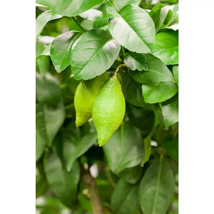 Piardino Zitronenbaum - Citrus limon, Topfgröße: 35 cm, Aktuelle Wuchshöhe: 140 cm - 160 cm - Nahaufnahme von zwei frischen, grünen Zitronen, die an einem Zitronenbaum zwischen üppigem, grünem Laub hängen.