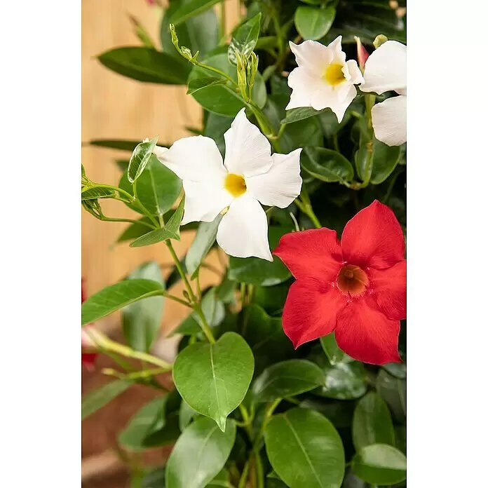 Piardino Dipladenia Ampel - Mandevilla sanderi, Topfgröße: 19 l, Mehrfarbig - Blühende Pflanze mit leuchtend roten und weißen trompetenförmigen Blüten, grünen Blättern und Knospen.