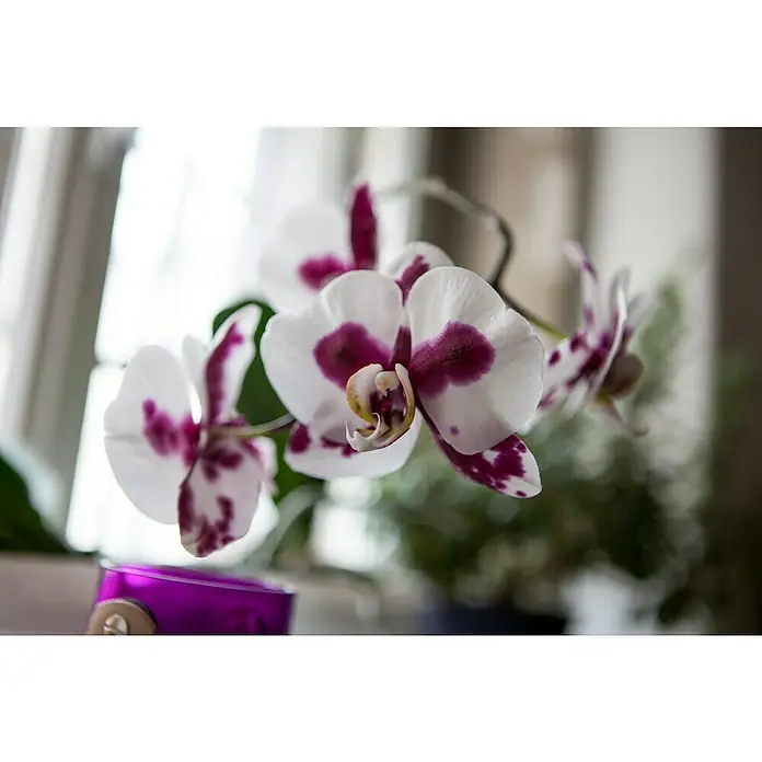 Piardino Orquídea mariposa 2 tallos - Phalaenopsis, Tamaño de maceta: 12 cm, Rosa/Blanco/Amarillo claro/Rojo oscuro/Rosa, En posición vertical - Primer plano de una orquídea Phalaenopsis con pétalos blancos adornados con detalles morados sobre un fondo brillante.