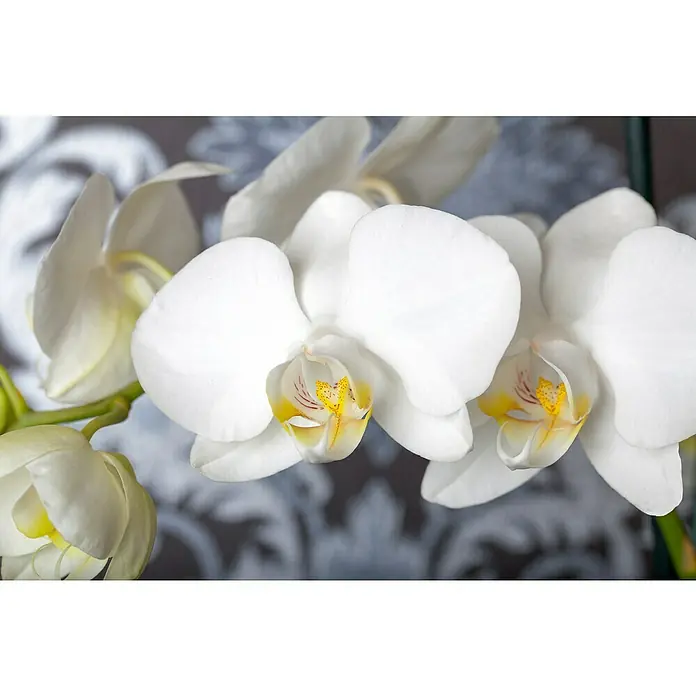 Piardino Orquídea mariposa 2 tallos - Phalaenopsis, Tamaño de maceta: 12 cm, Rosa/Blanco/Amarillo claro/Rojo oscuro/Rosa, En posición vertical - Primer plano de una elegante orquídea blanca, resaltada con detalles amarillos y rojos, sobre un fondo gris estampado.