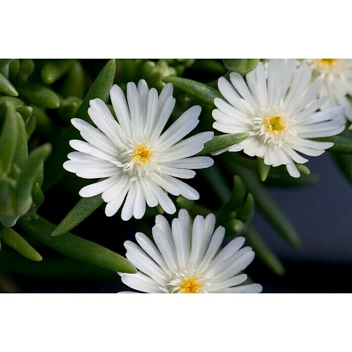 Delosperma cooperi 12 i.F. gem.