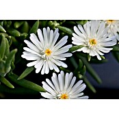 Delosperma cooperi 12 i.F. gem.