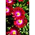 Piardino Mittagsblume 