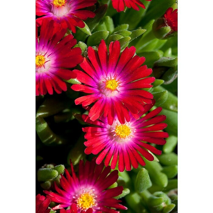 Delosperma cooperi 12 i.F. gem.
