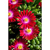 Delosperma cooperi 12 i.F. gem.