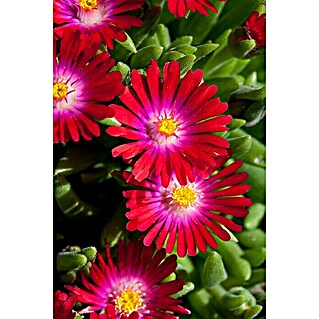 Piardino Mittagsblume (Delosperma cooperi, Topfgröße: 12 cm, Sortenabhängig)
