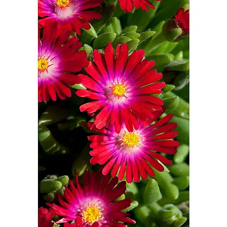 Piardino  Mittagsblume