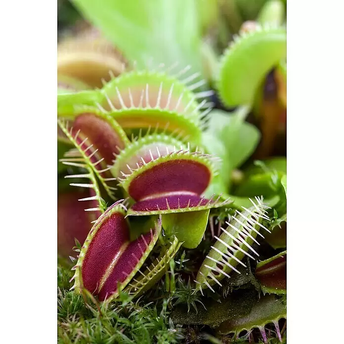 Piardino Fleischfressende Pflanze im Glas - Karnivore verschiedene Sorten, Topfgröße: 8 cm - Nahaufnahme mehrerer geöffneter Venusfliegenfallen mit leuchtend grünen Blättern und tiefroten Fallen, die ihre gezackten Ränder zeigen.