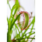 Canivoren im Weckglas 8