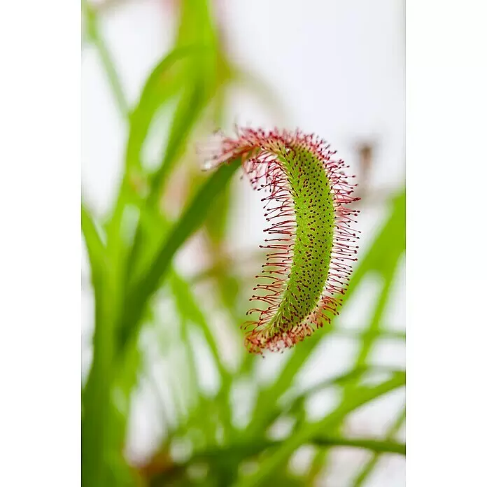 Piardino Fleischfressende Pflanze im Glas - Karnivore verschiedene Sorten, Topfgröße: 8 cm - Nahaufnahme eines grünen Sonnentau-Blattes mit zahlreichen roten, klebrigen Tentakeln.
