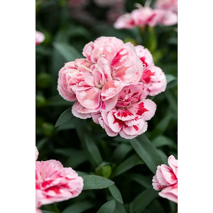 Piardino Clavel - Dianthus caryophyllus, Tamaño de maceta: 15 cm, En función de la variedad - Primer plano de un clavel moteado rosa y blanco con hojas verdes.