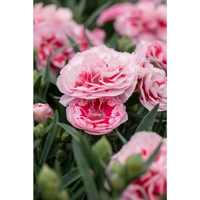 Piardino Clavel (Dianthus caryophyllus, Tamaño de maceta: 15 cm, En función de la variedad) | BAUHAUS