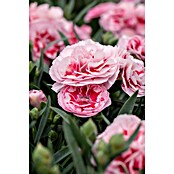 Piardino Clavel (Dianthus caryophyllus, Tamaño de maceta: 15 cm, En función de la variedad) | BAUHAUS